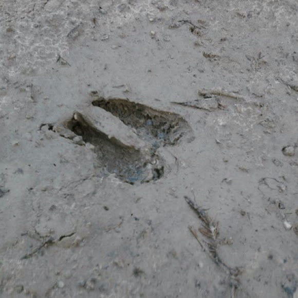 Moose Tracks Project Noah