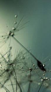 How to get Dew Wallpapers for Chat 1.0.22 apk for android