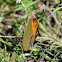 Dark Clouded Yellow or Common Clouded Yellow