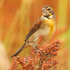 Dickcissel