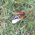 Eastern cicada killer (female)