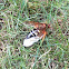 Eastern cicada killer (female)