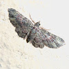 Brown Carpet Moth