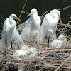 Great Egrets (nesting)