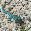 Aruban whiptail lizard (male)
