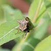 Two-Horned Planthopper   