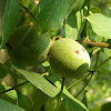 Common walnut (Καρυδιά)