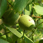 Common walnut (Καρυδιά)