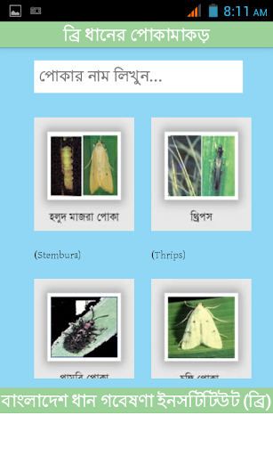 BRRI Rice Insects Bangladesh