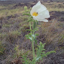 Hawaiian Prickly Poppy