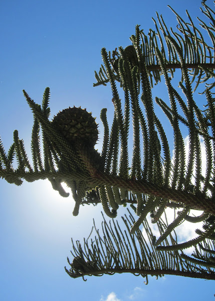 Norfolk Island Pine With Cones Project Noah