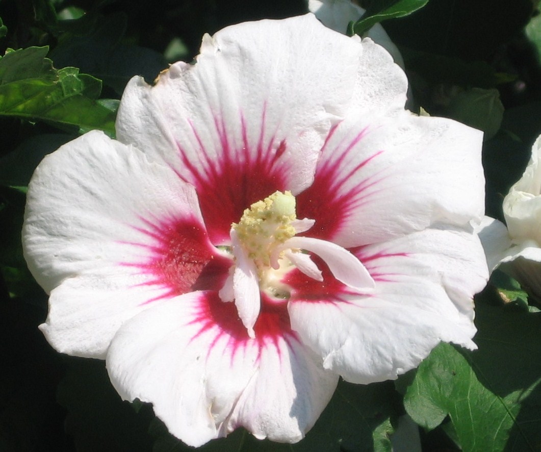 Red heart hibiscus