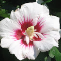 Red heart hibiscus