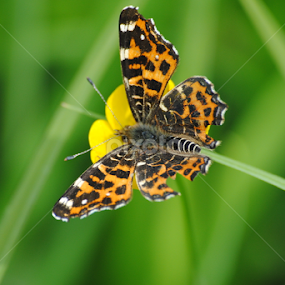 butterfly by Oniram Reivar - Animals Insects & Spiders