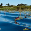 Water lilies