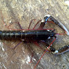 Lumbrigante (gl), Bogavante (es), European lobster (uk)