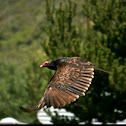 Turkey Vulture