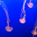 Medusa Jellyfish