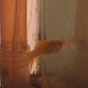 Fish - Goldie