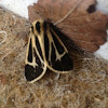 Nais Tiger Moth