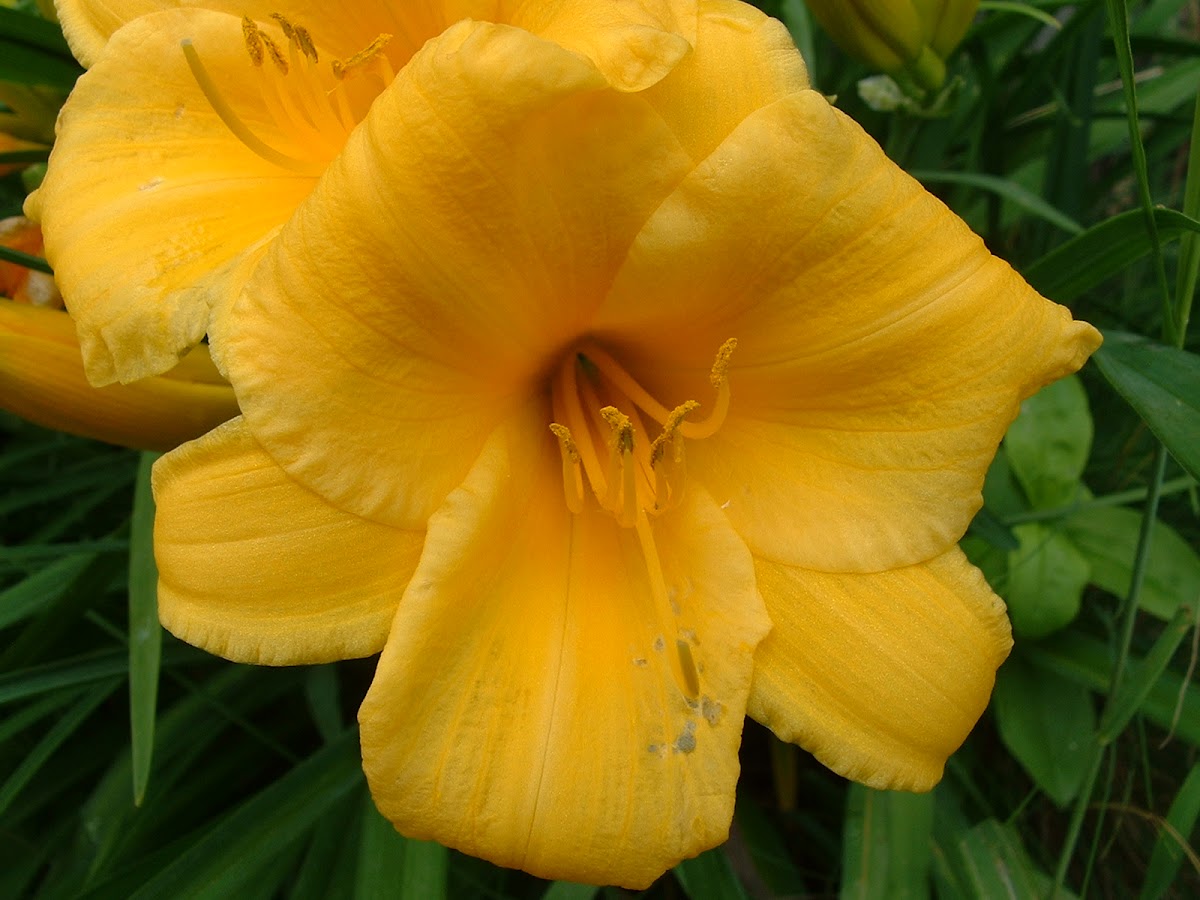 Day lily 