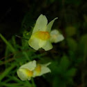 Butter  and Eggs, Yellow Toadflax (Linaria vulgaris)