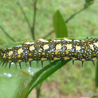 Dingy or Dainty Swallowtail Caterpillar
