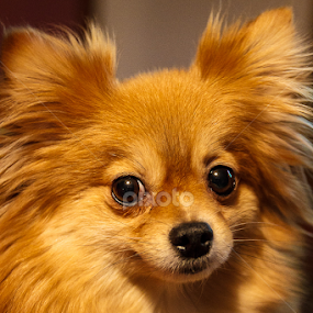 Belle by Tonya Sheetz - Animals - Dogs Portraits