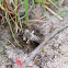 grijze zandbij (Andrena vaga)