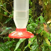 Green violet-ear hummingbird & Gray tailed mountain gem (fem)