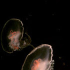 Moon jellyfish