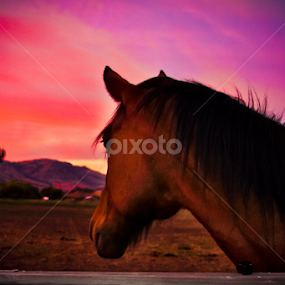 looking back by Mindee Green - Animals Horses