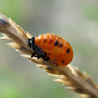 Ladybird pupa