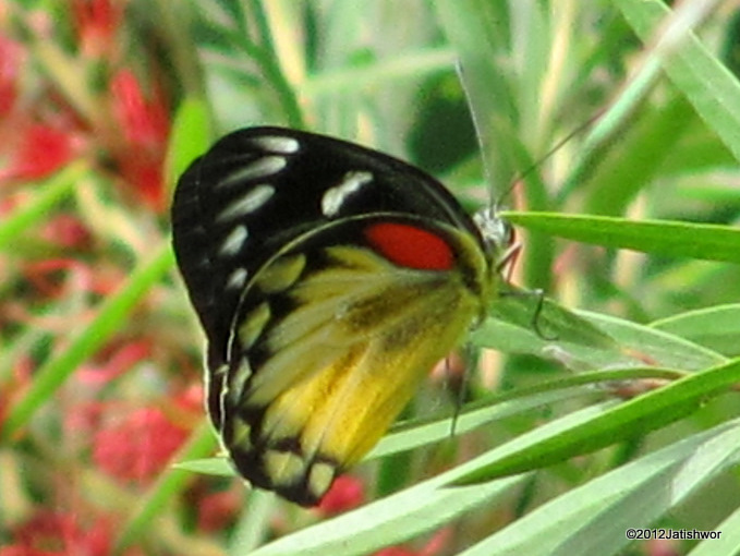 Red-Spot Jezebel (female)