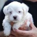 Puppies Wallpaper icon