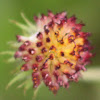 Indian Blanket (seedhead)