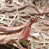 Two-striped slant-faced grasshopper (female)