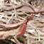 Two-striped slant-faced grasshopper (female)