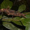 Spiny Stick Insect, Phasmid - Female