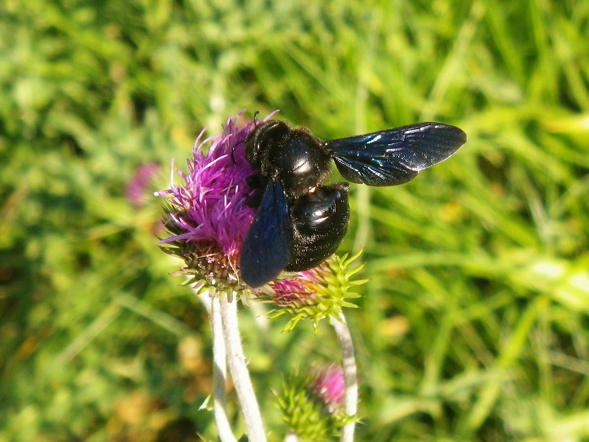 Violet carpenter bee