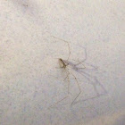 Cellar Spider