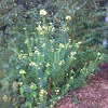 Yellow flowered weed