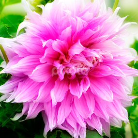 by Prashant Shah - Flowers Single Flower