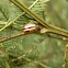 Acacia leaf beetle - fireblight beetle
