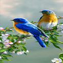 Branch Birds Live Wallpaper
