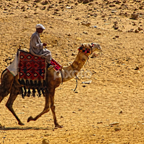 Riding in Style by Jennifer Wheatley-Wolf - Animals Other