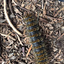 Hera Buckmoth Caterpillar