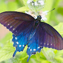 Pipevine Swallowtail