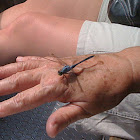 Slaty skimmer