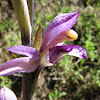 Violet Limodore